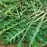 Bio Rukola Wild Rocket