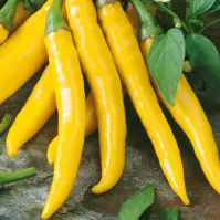 Chilli Paprika Kristián