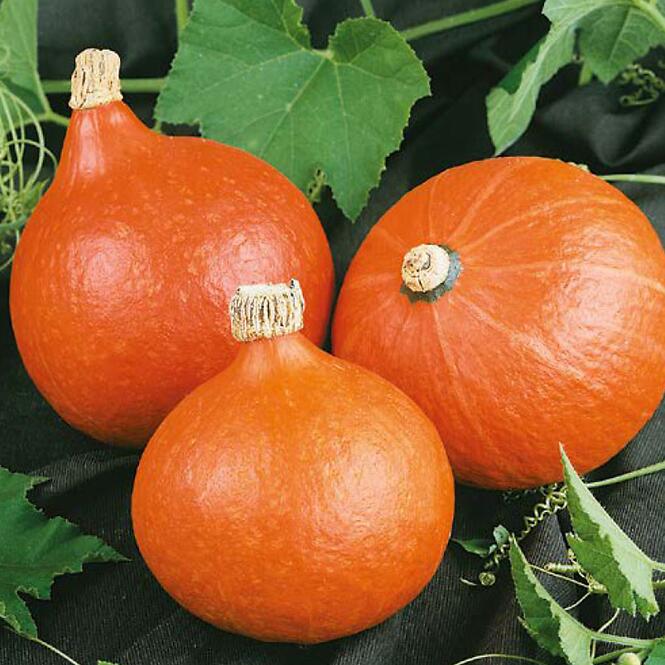 Tekvica Hokkaido orange