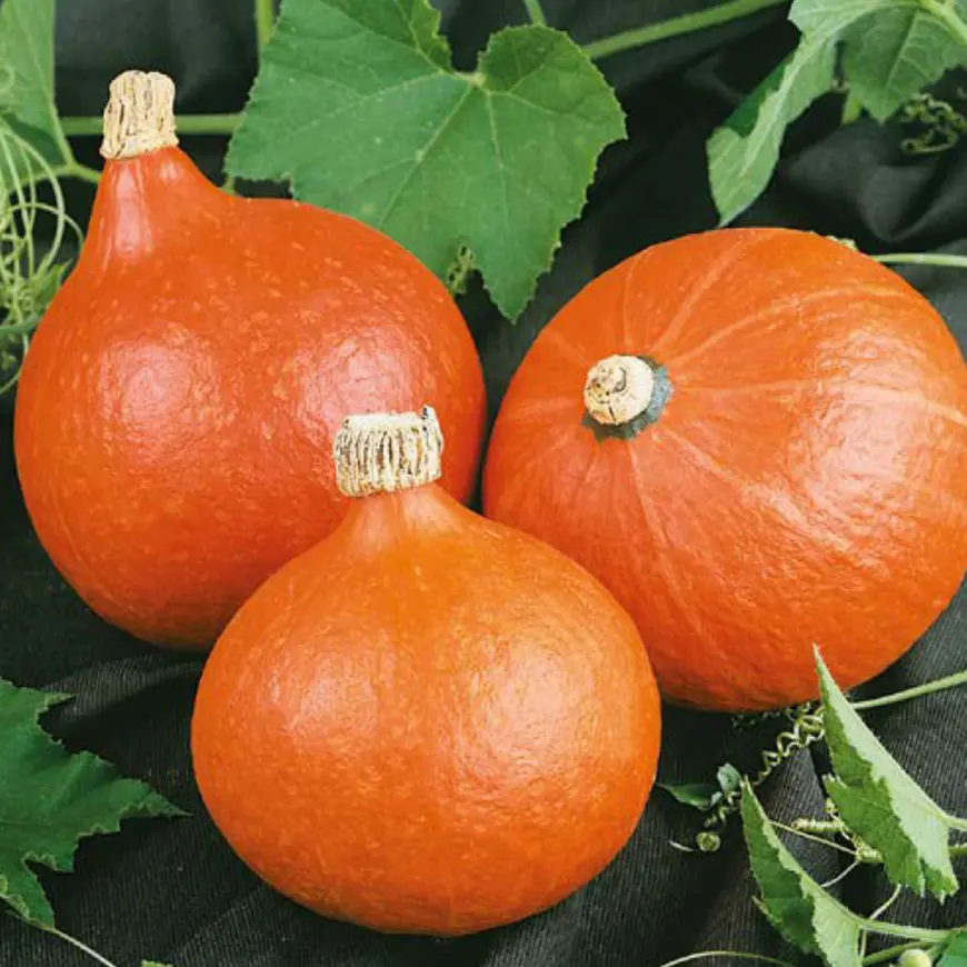 Tekvica Hokkaido orange