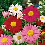 Králik ružový semínko