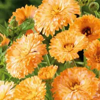 Nechtík lekársky Apricot Beauty semínko