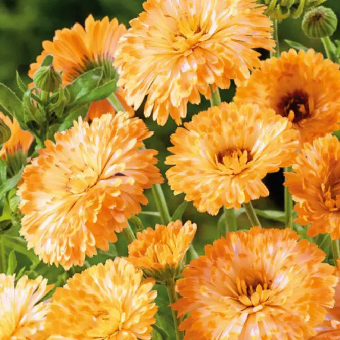 Nechtík lekársky Apricot Beauty semínko