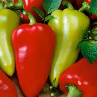 Paprika Cynthia F1