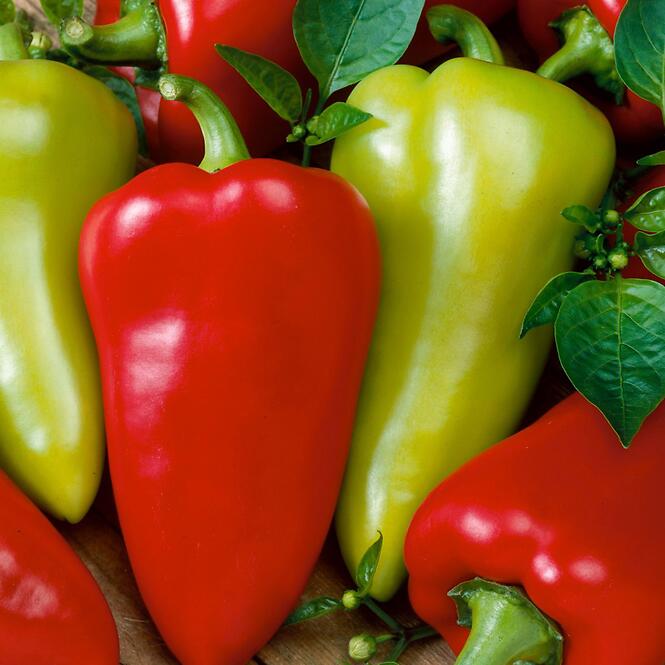 Paprika Cynthia F1