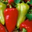 Paprika Cynthia F1