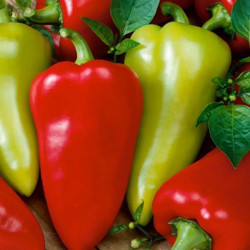 Paprika Cynthia F1