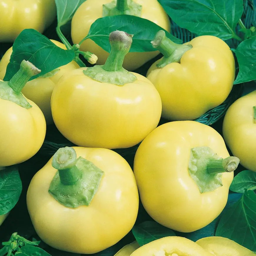Paprika Evita