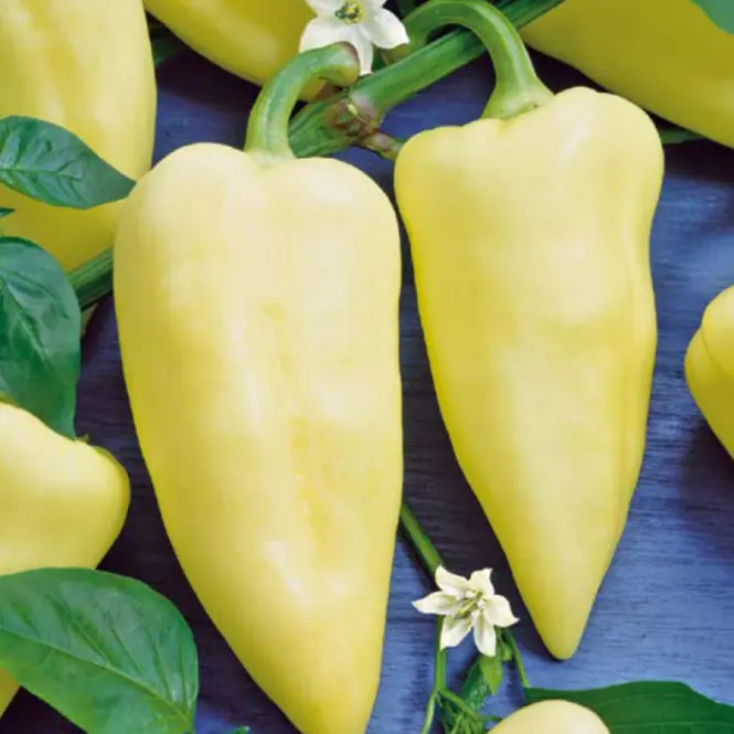 Paprika Premium
