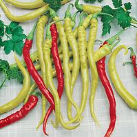 Paprika poľná, mierne štipľavá , typ kozí roh Beros