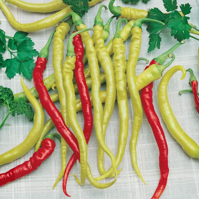 Paprika poľná, mierne štipľavá , typ kozí roh Beros