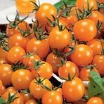Rajčiak kríčkový balkónový oranžová Premium