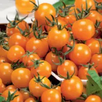 Rajčiak kríčkový balkónový oranžová Premium
