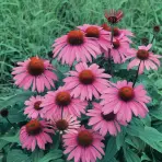 Rudbekia ružová semínko