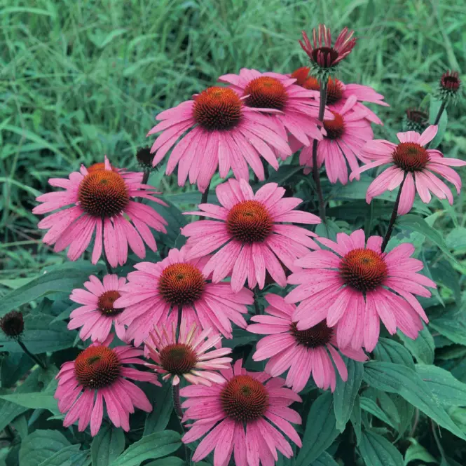 Rudbekia ružová semínko