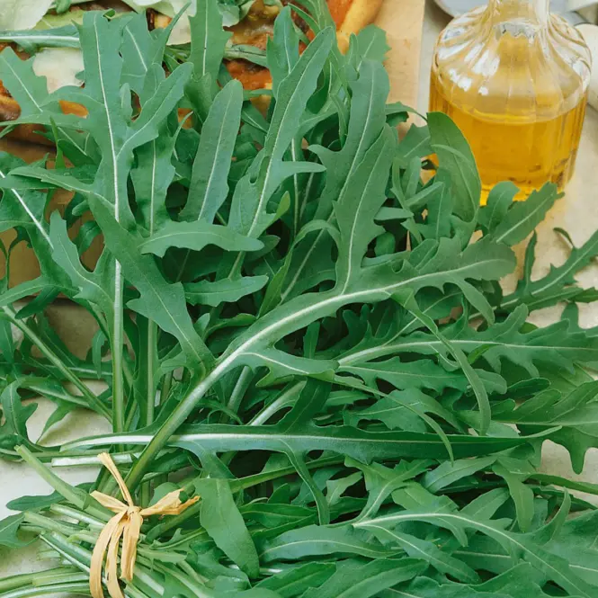 Rukola