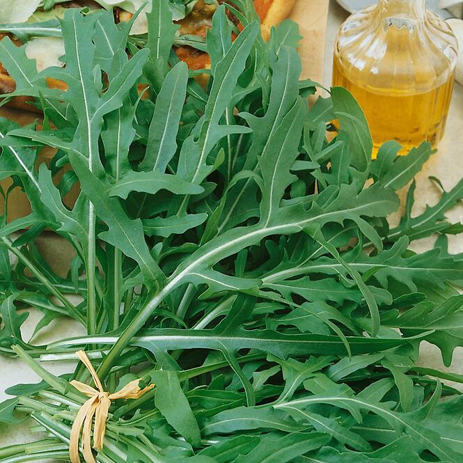 Rukola