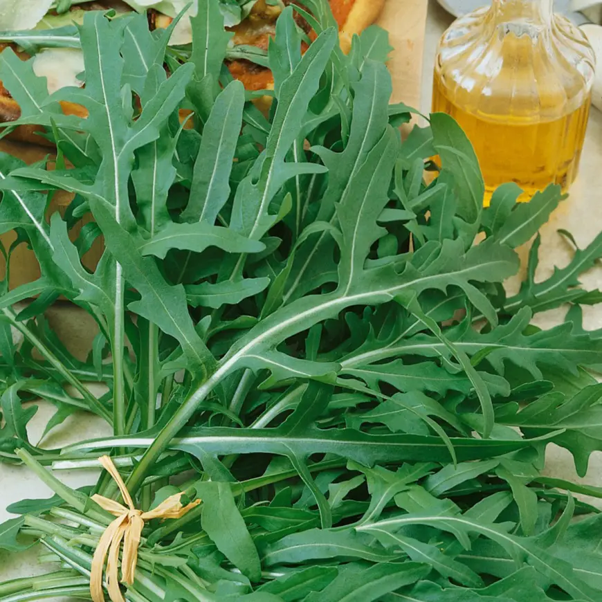 Rukola