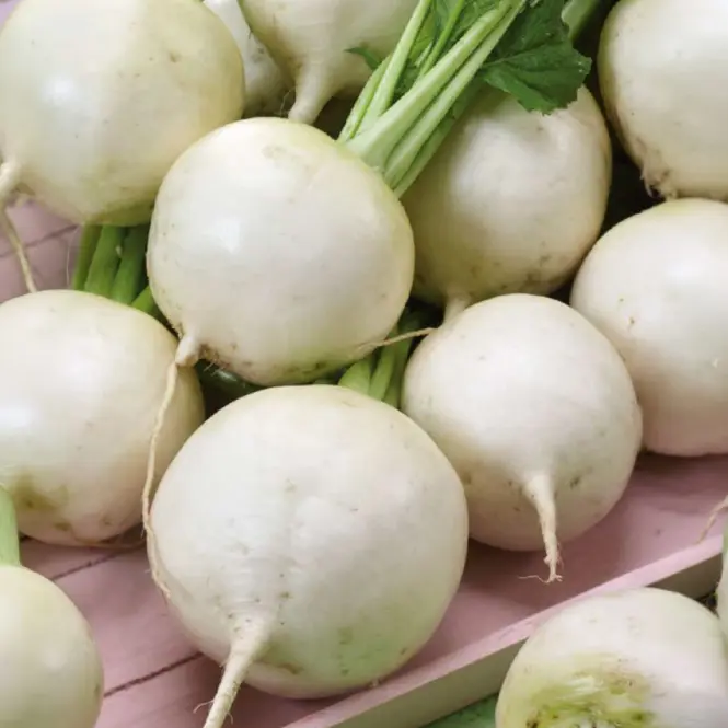 Vodnica Amelie F1