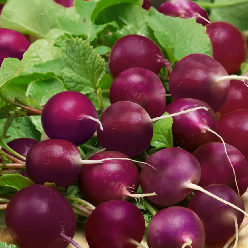 Reďkovka Viola