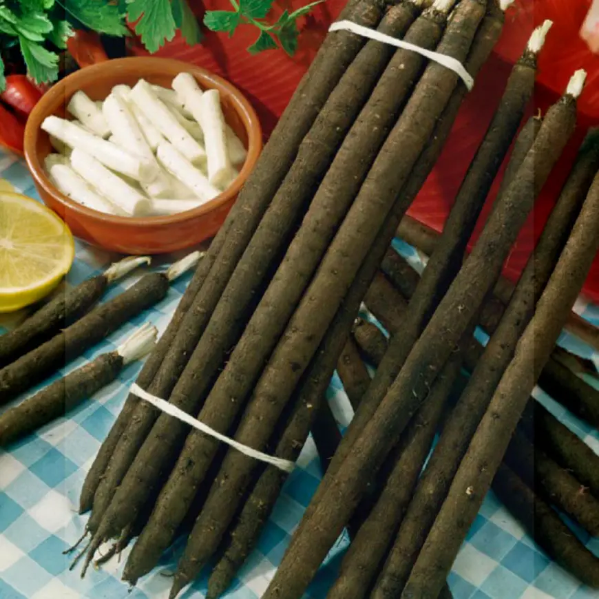 Libochovnický – Čierny koreň