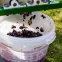 Fermentačná nádoba 30 l s potlačou, s vekom,14