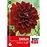 Dahlia Arabian Night