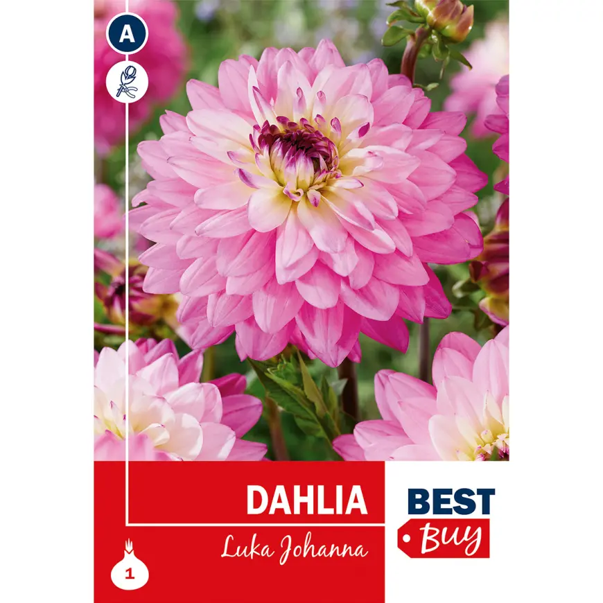 Dahlia Luka Johanna