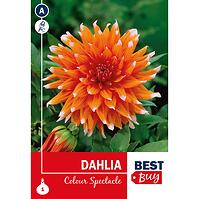 Dahlia Color Spectacle