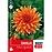 Dahlia Color Spectacle