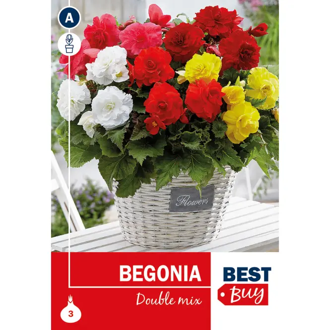 Begonia double Mix - Semená