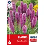 Liatris spicata Violet