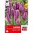 Liatris spicata Violet