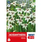 Acidanthera White - Semená