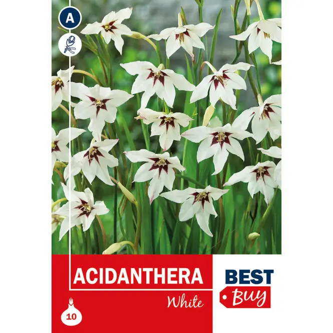 Acidanthera White - Semená