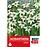 Acidanthera White