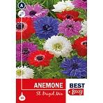 Anemone St Brigid Mix