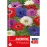 Anemone St Brigid Mix