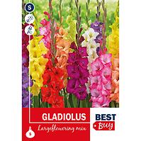 Gladiolus Mix