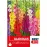 Gladiolus Mix