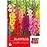 Gladiolus Mix
