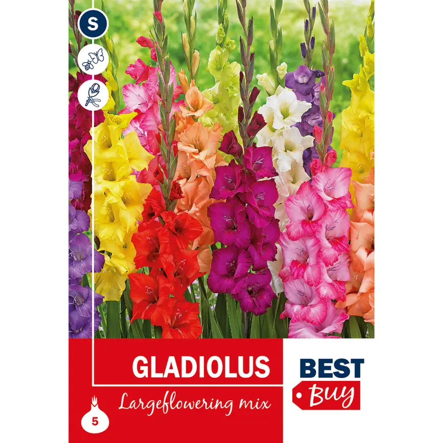 Gladiolus Mix