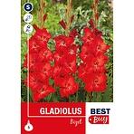 Gladiolus Bizet