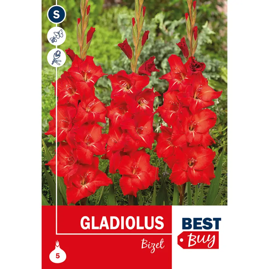 Gladiolus Bizet
