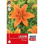 Lilium  Orange