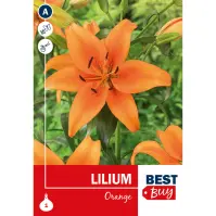 Lilium  Orange