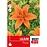 Lilium  Orange