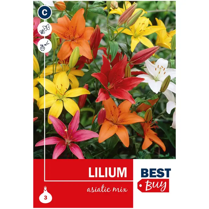 Lilium asiatic Mix