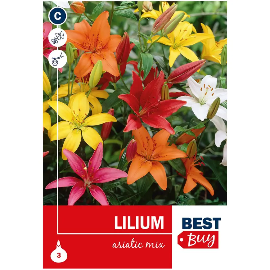 Lilium asiatic Mix