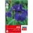 Iris sibirica Blue